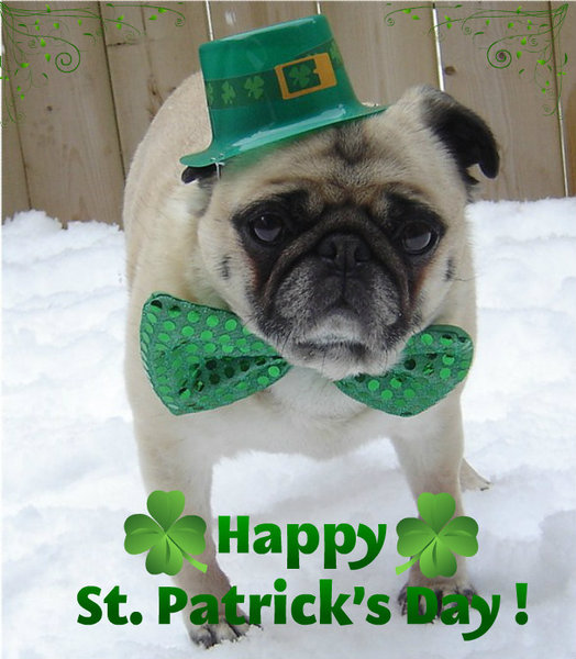 st patricks day pug pugrodeo your constant of pug photos st patricks day pug pugrodeo your constant of pug photos